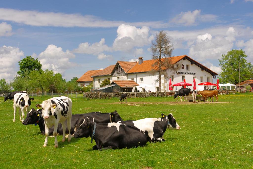a group of cows grazing in a field with a house at Auberge du Peu-Péquignot in Le Noirmont