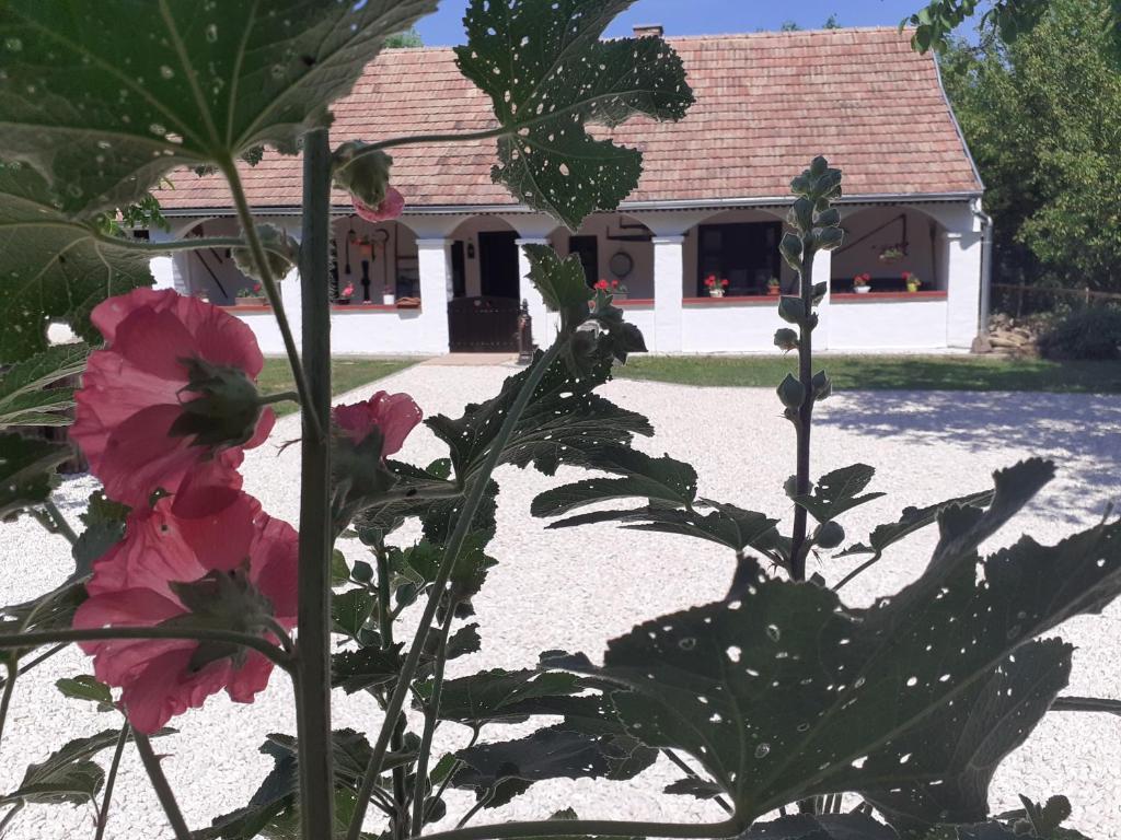 Zahrada ubytování Letűnt Idők Vendégház