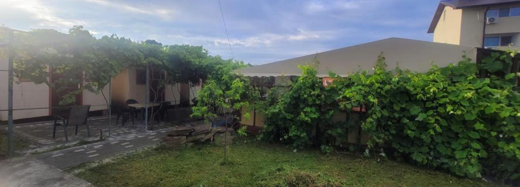 Zahrada ubytování Casa Mihai