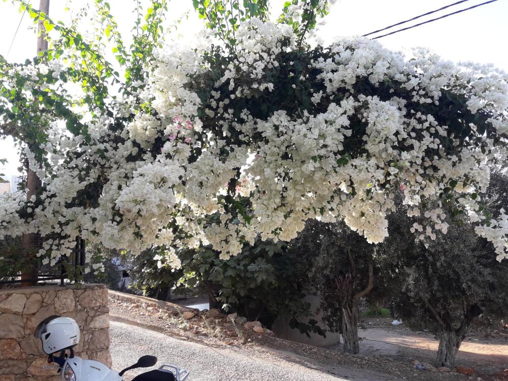 A garden outside Begonvil Apart - 1
