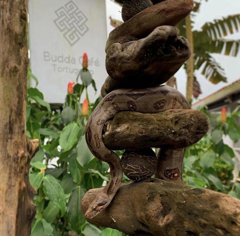 Zahrada ubytování BUDDA HOME