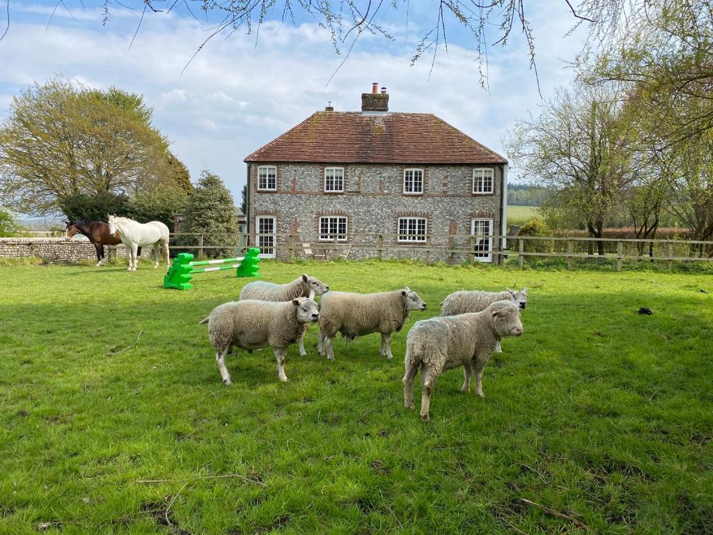 a herd of sheep standing in a field in front of a house at Charlton End - Goodwood Events in Chichester