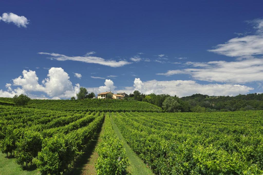 un grande campo di colture con una casa sullo sfondo di Agriturismo Moro Barel a Vittorio Veneto
