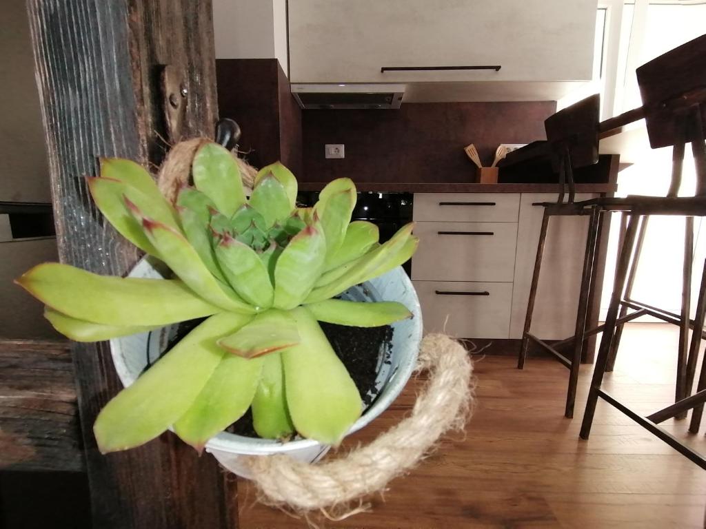 Kuchnia lub aneks kuchenny w obiekcie Apartmani Kiko