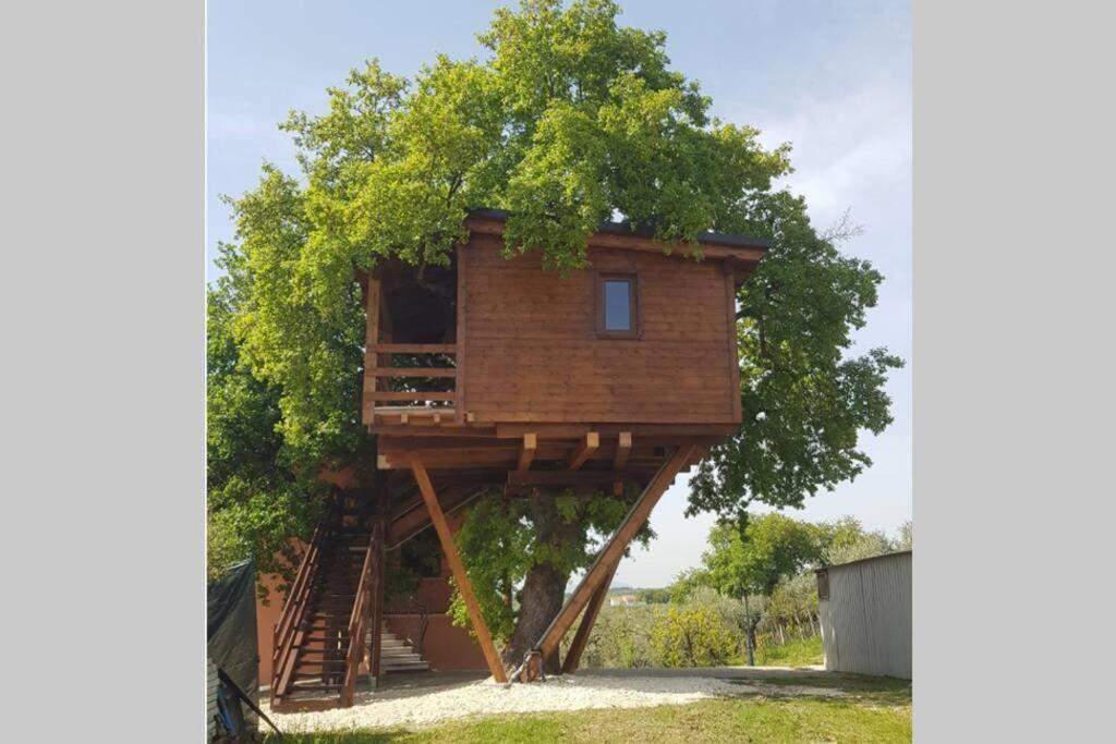 una casa sull'albero costruita su un tronco d'albero di Casa sull'Albero Treehouse Costa dei Trabocchi a Torino di Sangro