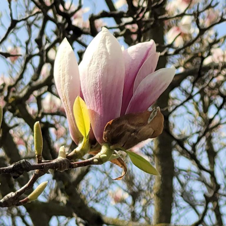 a magnolia tree with a pink flower on it at La Maison de Sophie in Niagara-on-the-Lake