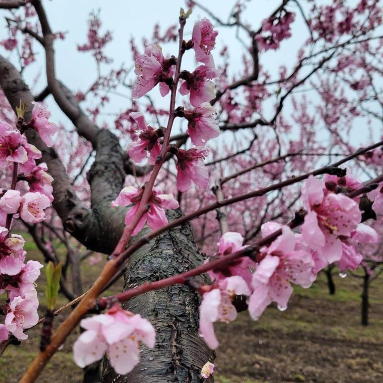 a tree with pink flowers on it in a park at La Maison de Sophie in Niagara-on-the-Lake