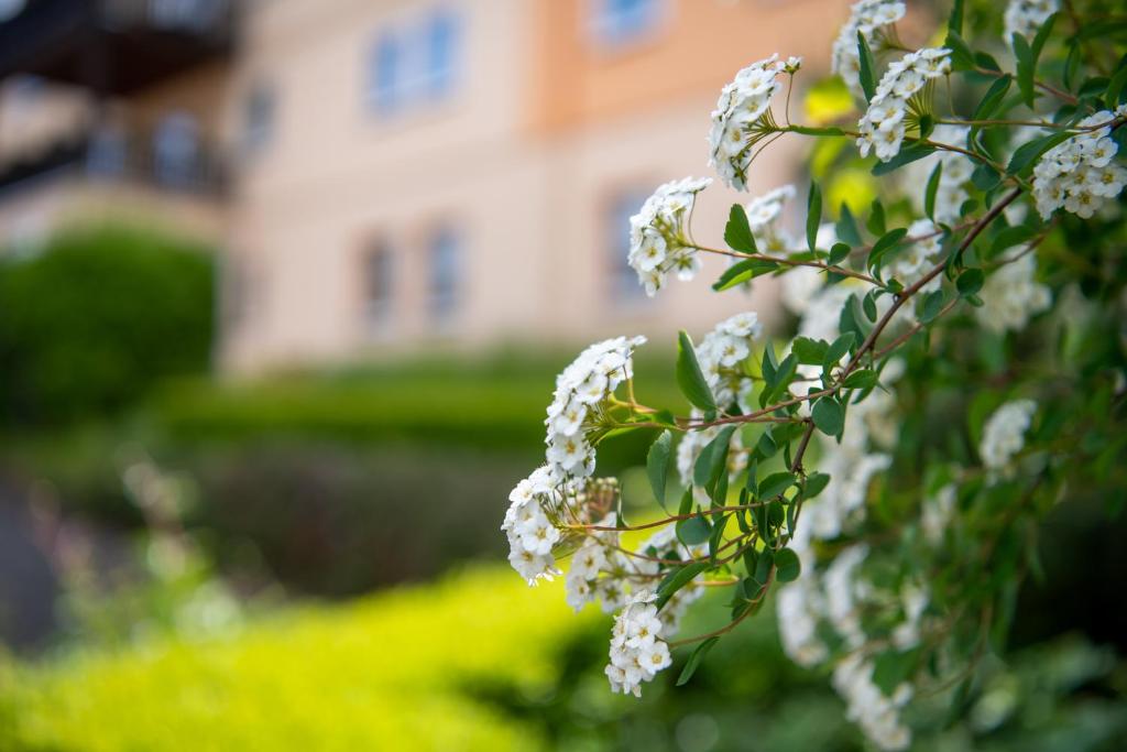 a bunch of white flowers in front of a house at Hotel Asterra in Saalfeld