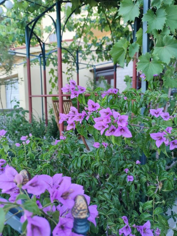 Vonkajšia záhrada v ubytovaní SUMMER TIME