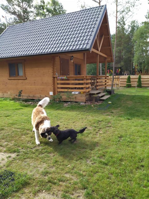 Domáce zviera alebo zvieratá hostí v ubytovaní Lesne Runo Borsk
