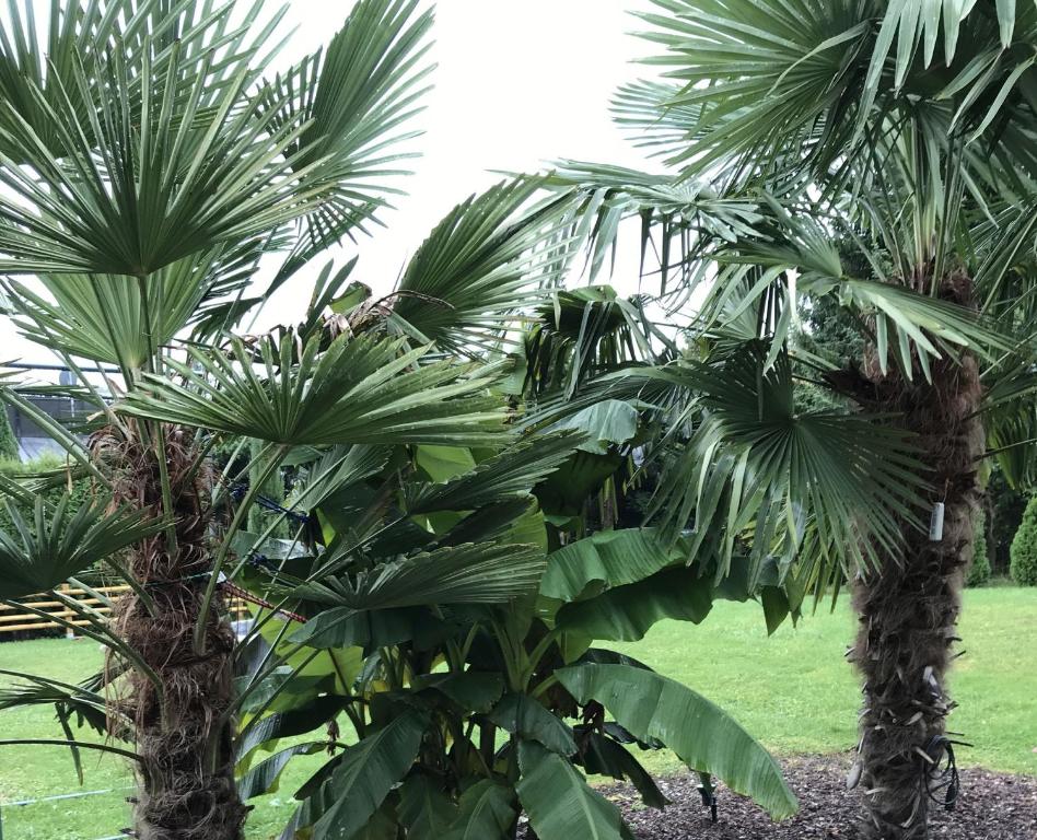 twee palmbomen die naast elkaar staan bij Ferienwohnung Palmengarten in Lichtenstein