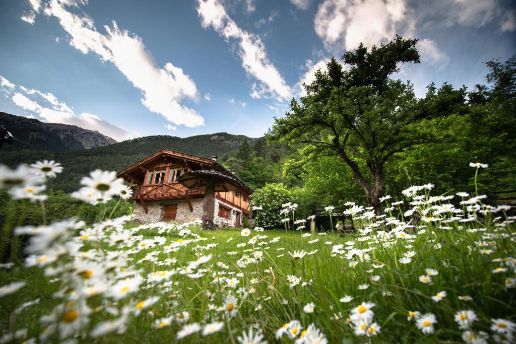 un campo de flores blancas delante de una casa en Mas Antico Molino en Livo