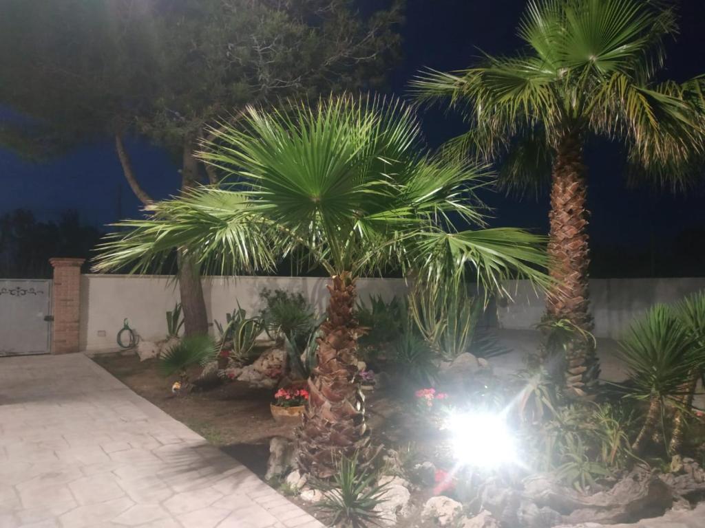 two palm trees in a yard at night at B&B HOUSE BEN in Punta Prosciutto