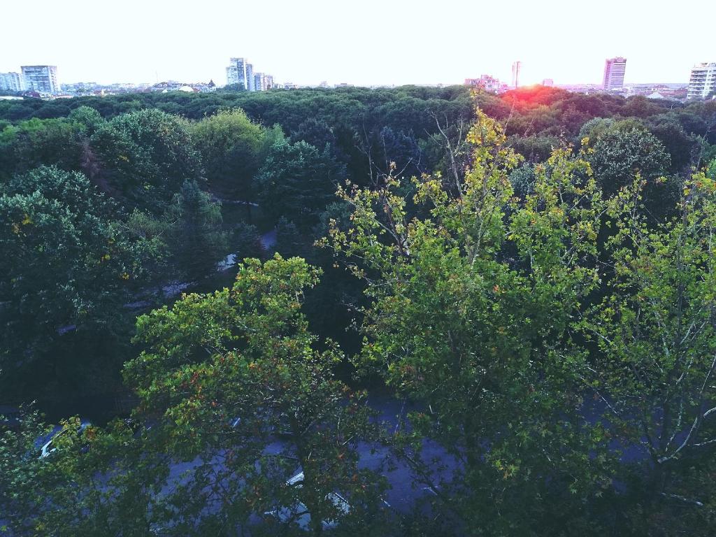 Central Park Sunset panorama flat