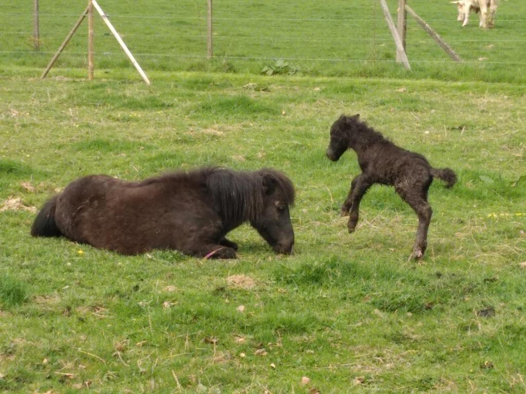 a horse and a baby pony playing in a field at les Gîtes du Château de Maltot in Saint-Ouen-du-Breuil