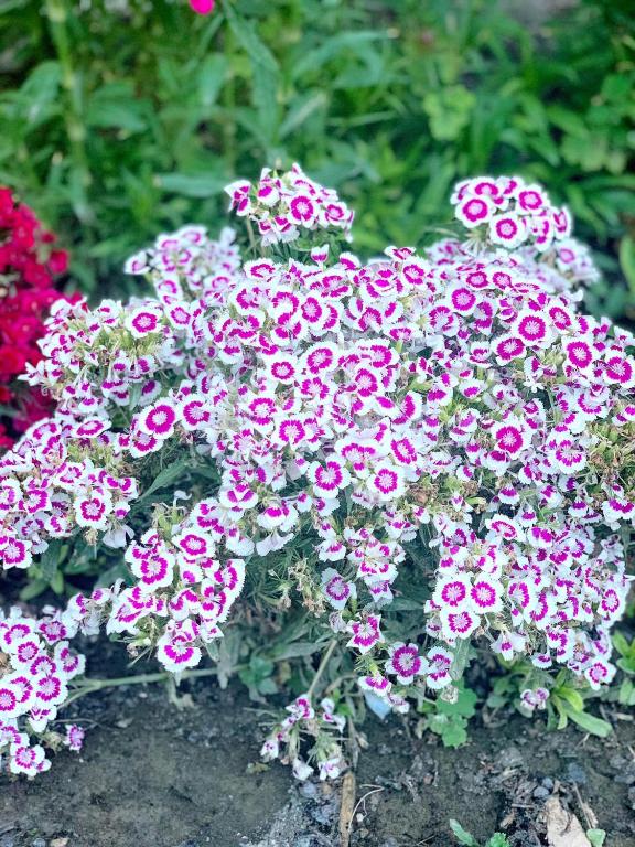 Zahrada ubytování Guesthouse Levani