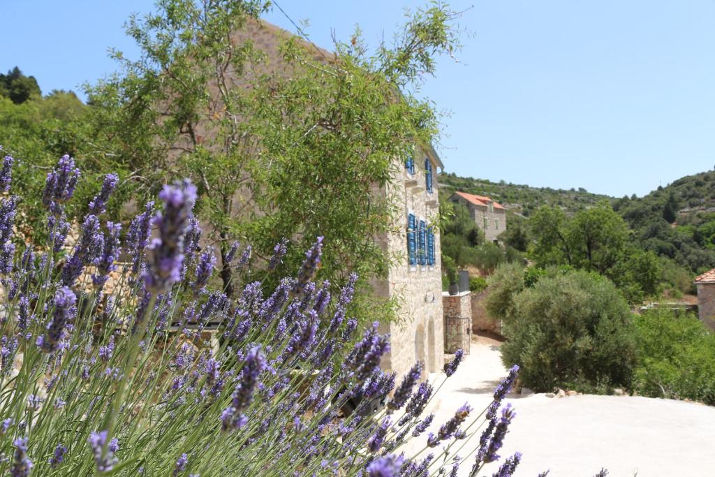 a field of purple flowers in front of a building at Villa Zanino in Veliko Grablje