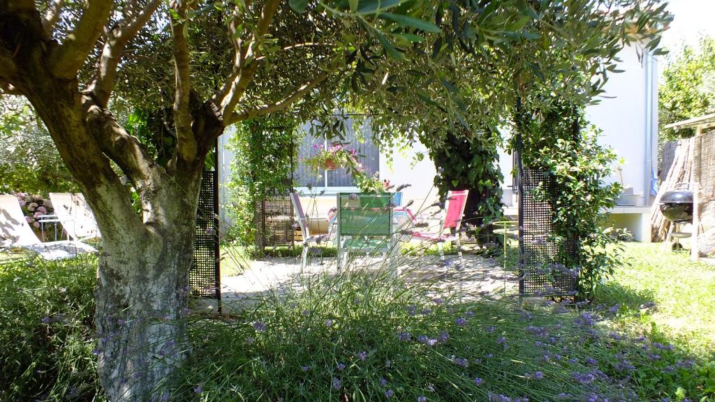 einen Garten mit einem Baum und Stühlen im Gras in der Unterkunft La Maison sous l'olivier in Morières-lès-Avignon