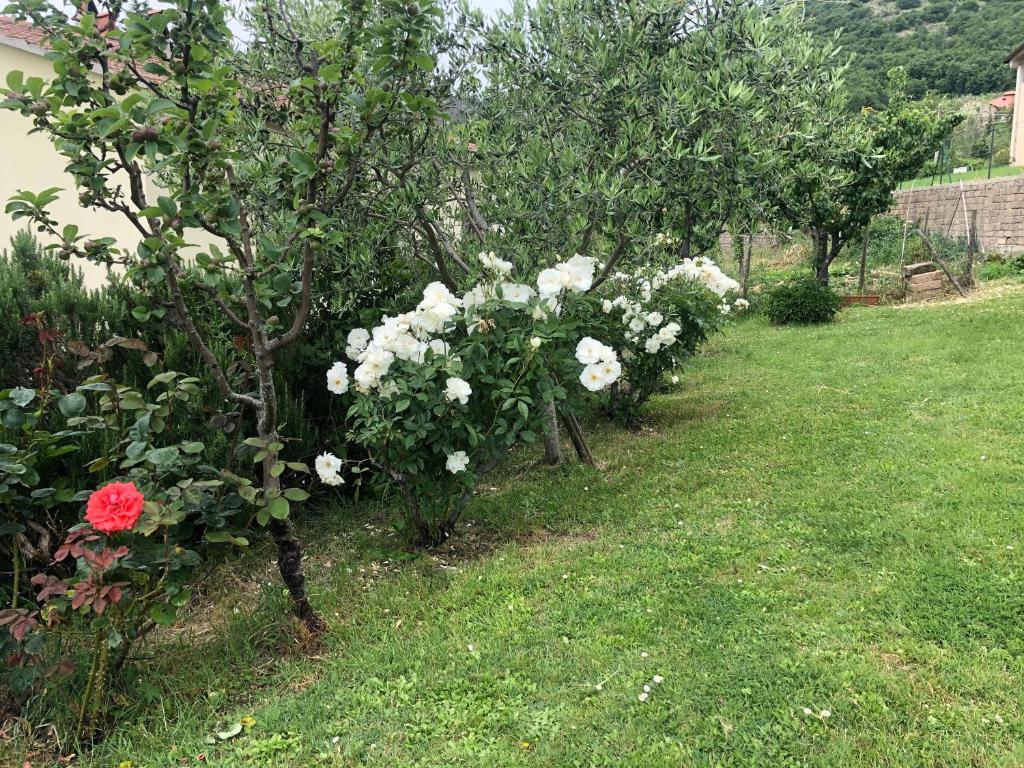 Zahrada ubytování Monolocale La Mimosa