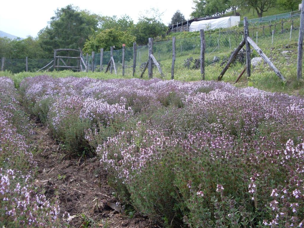 Zahrada ubytování Agriturismo Da Attilio