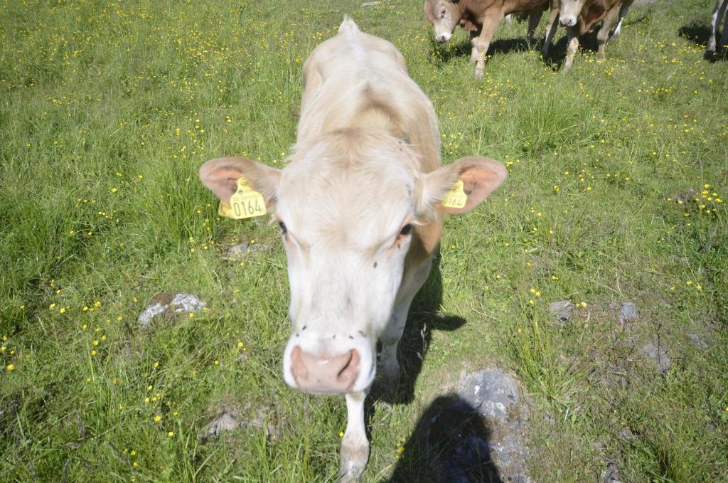 Zvířata v apartmánu nebo okolí