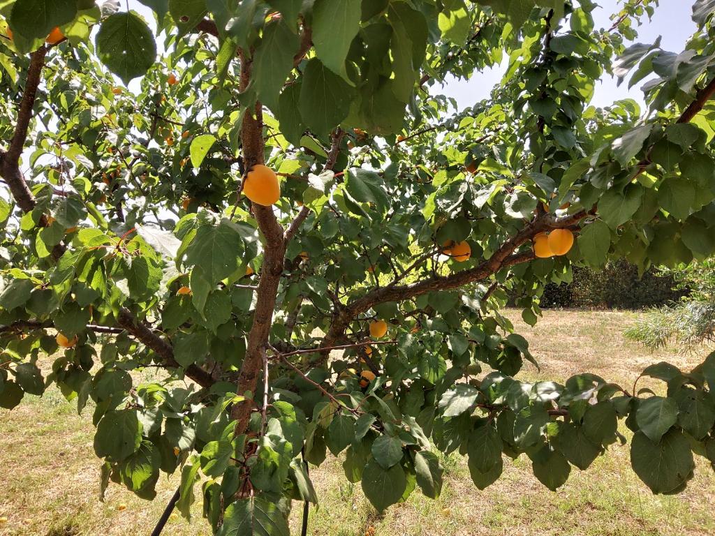 Casetta Vacanza in Campagna - 带花园的双人间