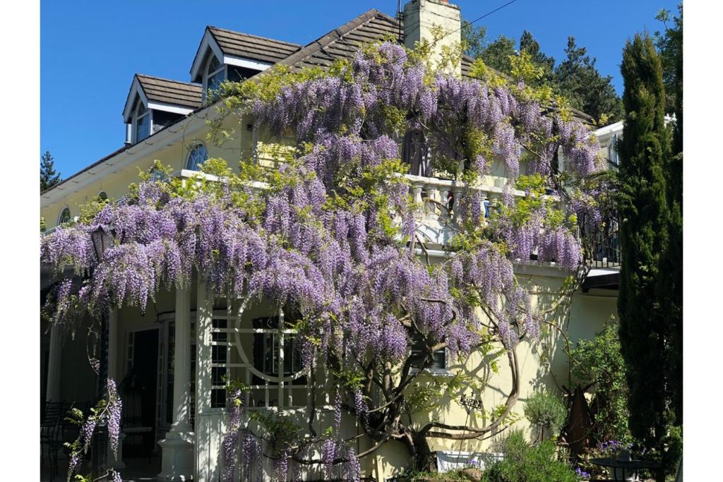 a house covered in wisteria on the side of it at Lovely Studio Apartment with Roof Top Conservatory in Goostrey