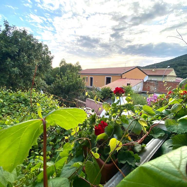 Zahrada ubytování B&B Su Tostainu