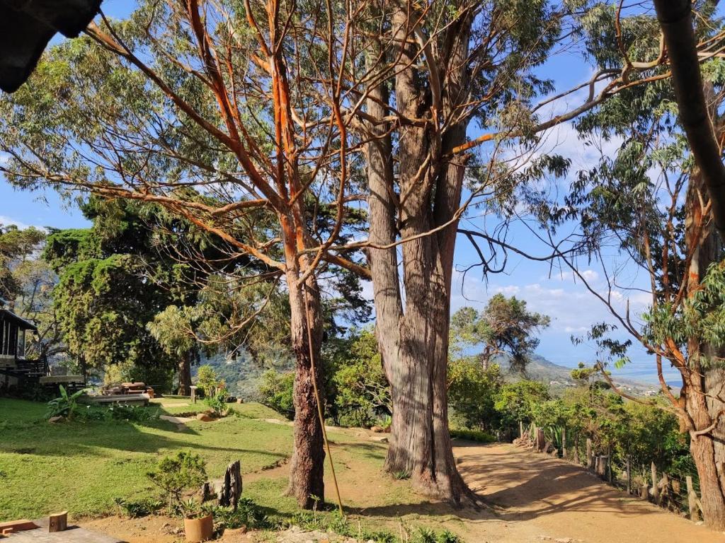 un groupe d'arbres dans un parc avec vue dans l'établissement La Maima, à Dapa