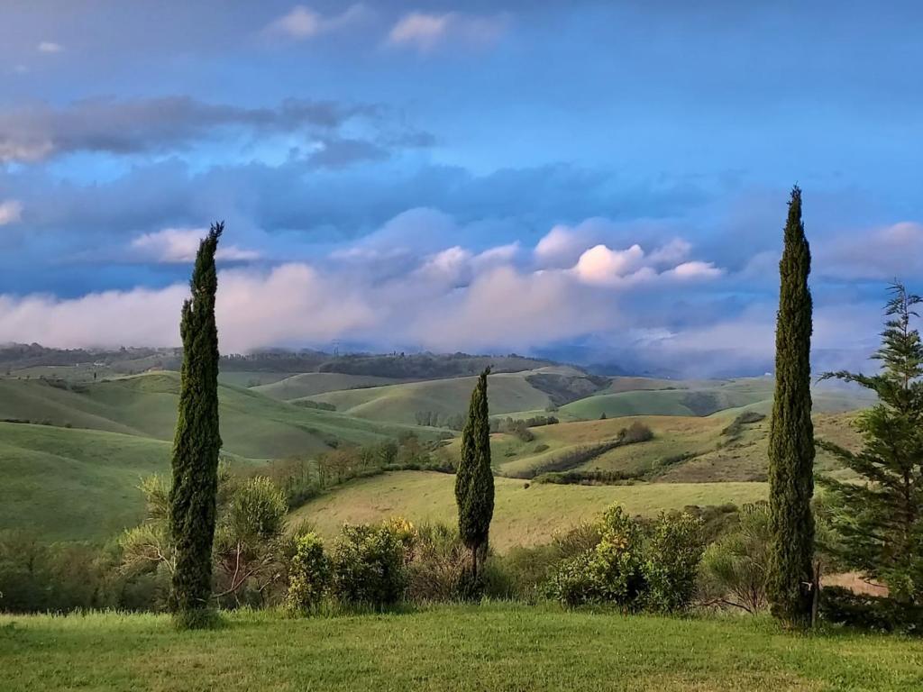 a group of four cypress trees in a field at Agriturismo Corte Dainelli in Montaione