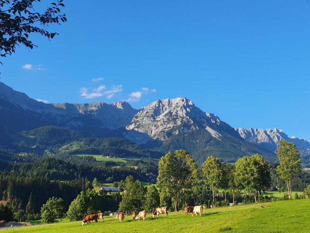 uma manada de vacas a pastar num campo com montanhas ao fundo em Bauernhof Neu-Endfelden, Günter Widauer em Söll