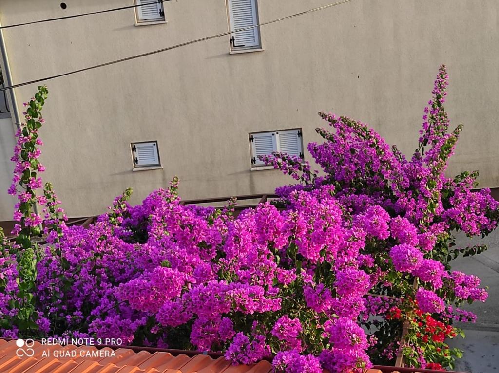 Zahrada ubytování Apartments Iva