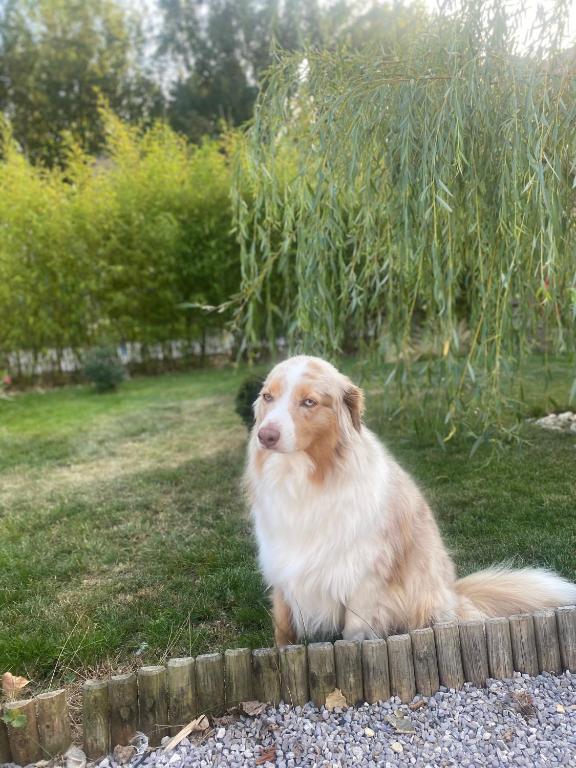 Pet ou pets ficando com hóspedes em Ferme "les Flaquettes"