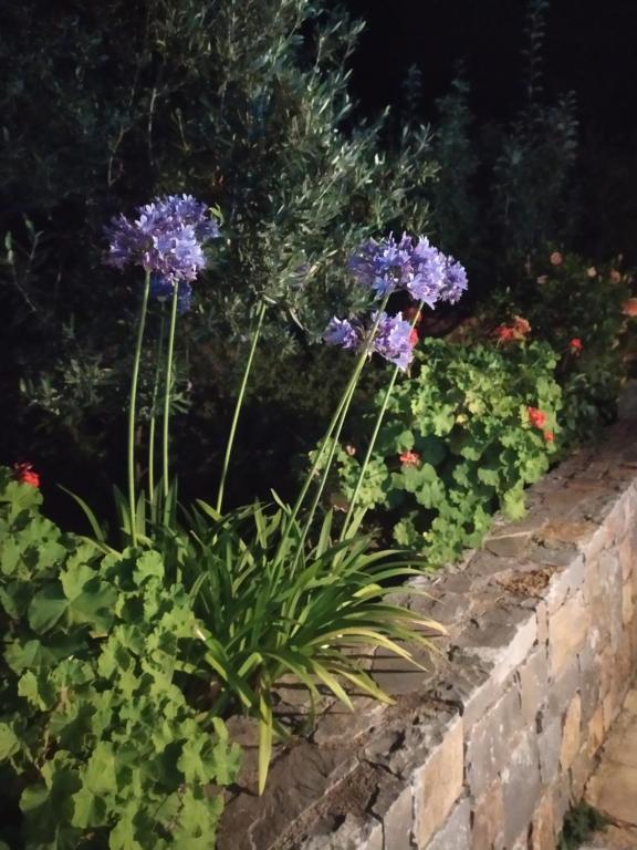 A garden outside Nefeli Villas