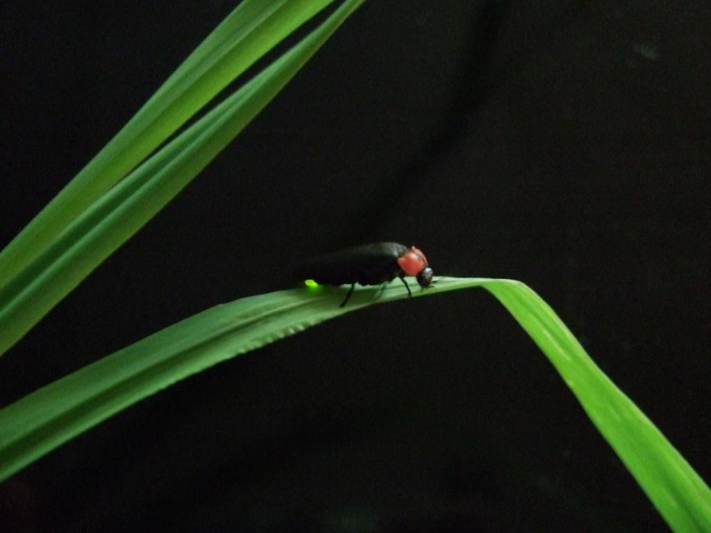 Enlarged view