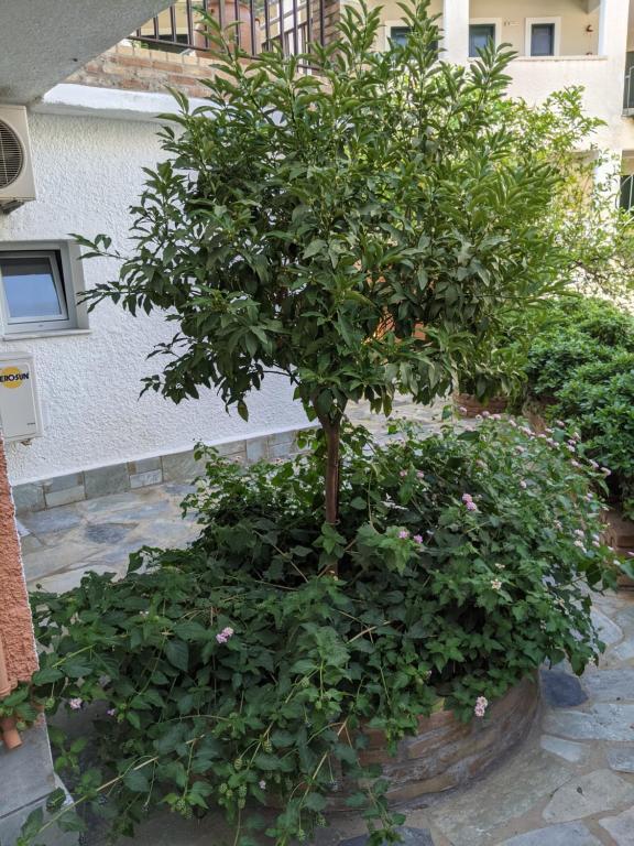 Giardino di Hotel Omirico