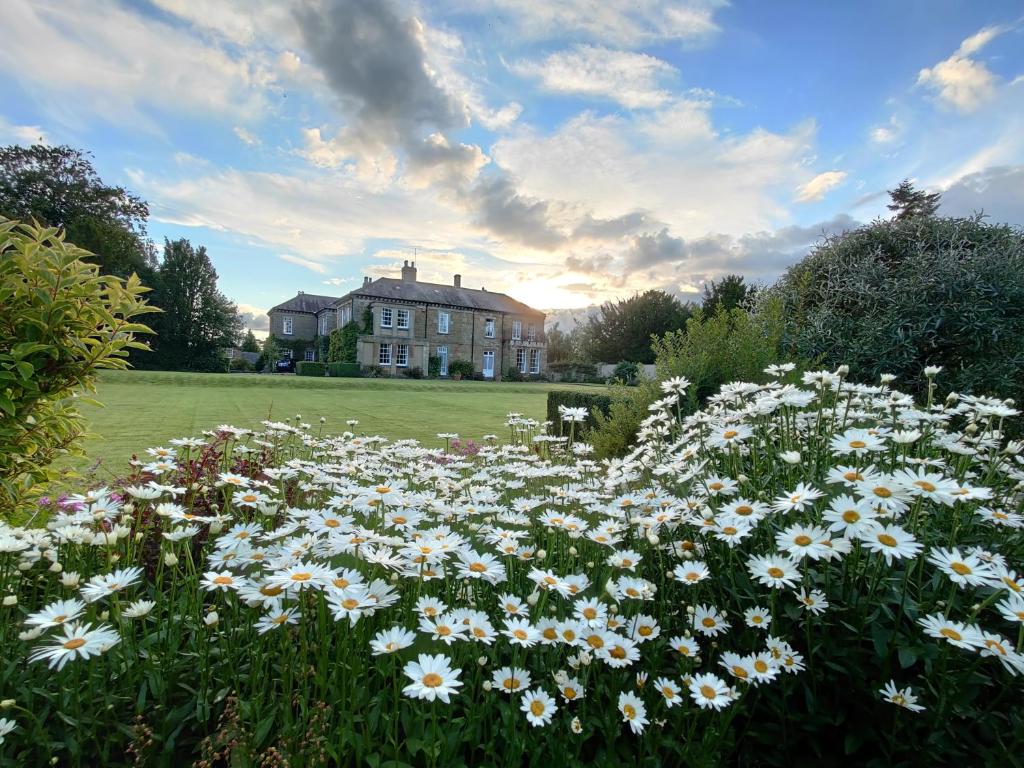 ein Feld mit weißen Blumen vor einem Haus in der Unterkunft Sutton Hall Resort in Thirsk