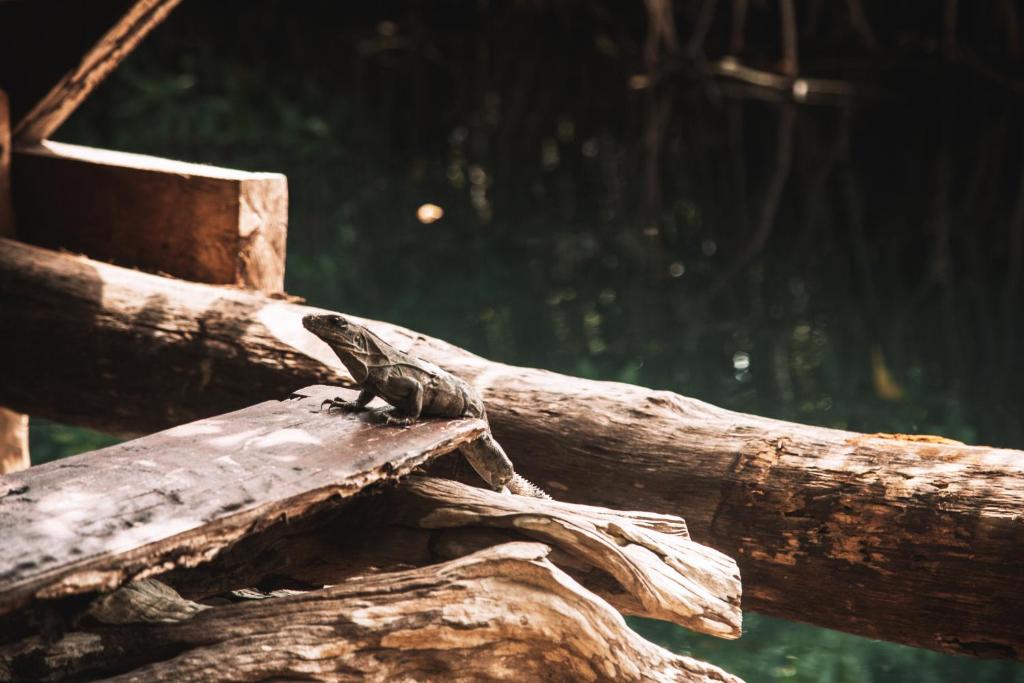 Fotografie z fotogalerie ubytování Uman Glamping & Cenote Tulum v destinaci Tulum