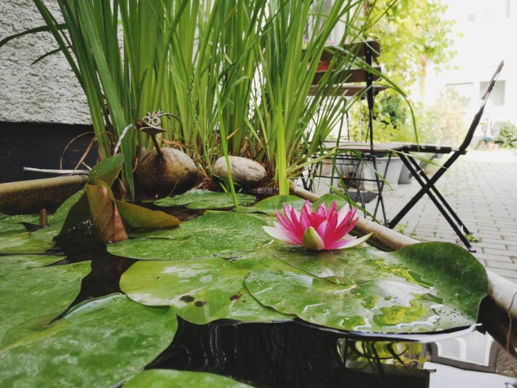 Zahrada ubytování Hotel Meuser