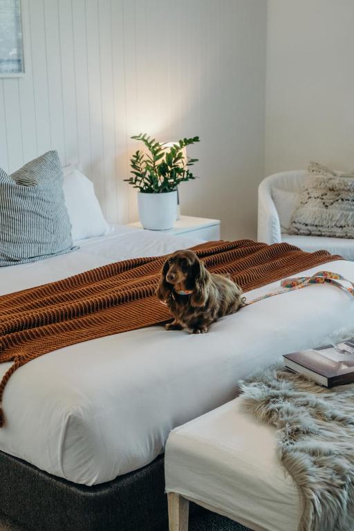 Bannisters Port Stephens - Deluxe Suite - Amigable Para Mascotas