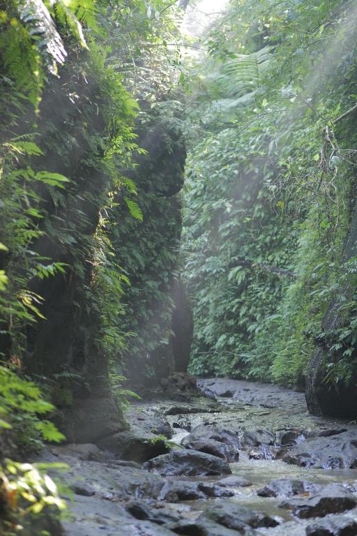 a stream of water running through a wooded area at Pramana Giri Kusuma in Payangan