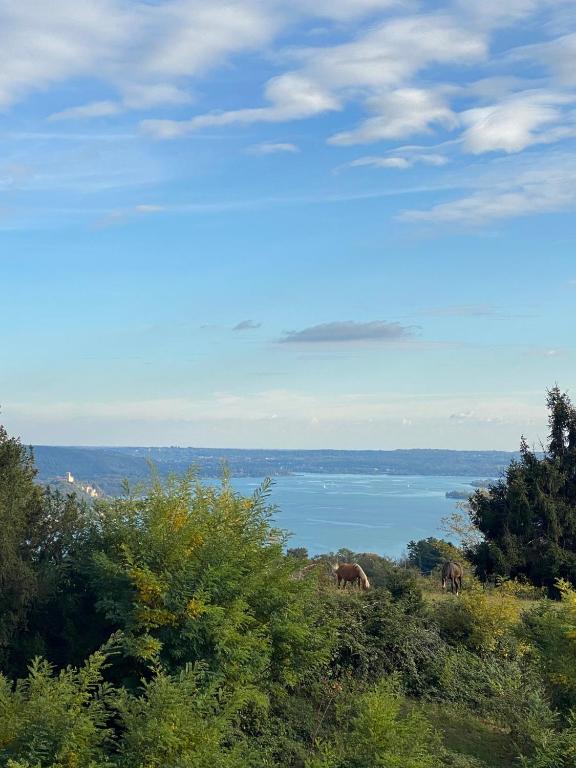 two horses grazing on a hill near a body of water at La Garçonniérre del Lago Maggiore in Nebbiuno