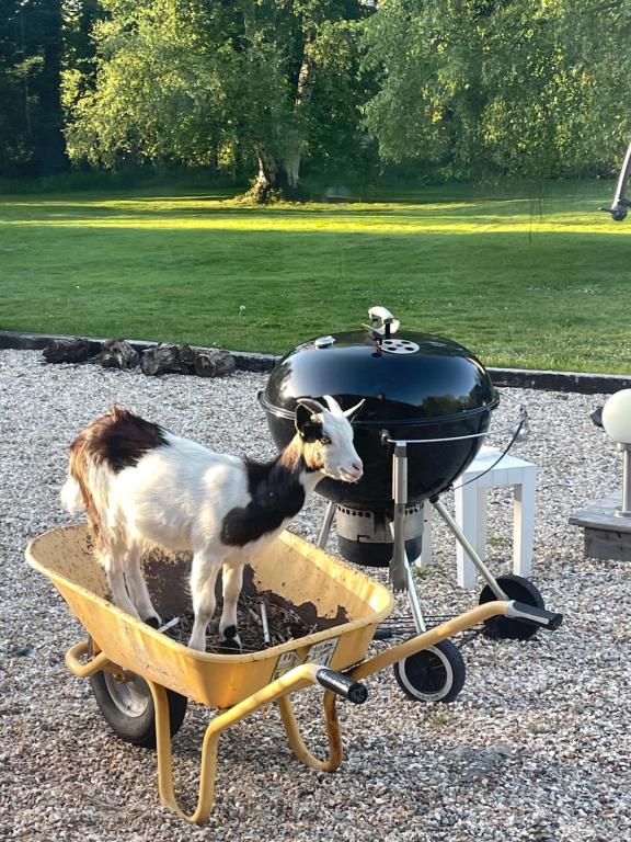 a goat standing on a wheelbarrow next to a grill at Les Gites de Claire in Saint-Gâtien-des-Bois