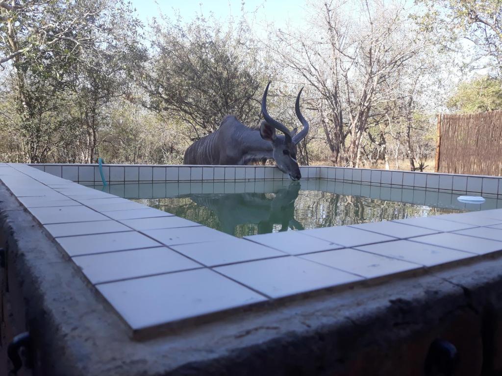 a bull with horns standing in a pool of water at Eagle's Crest in Marloth Park