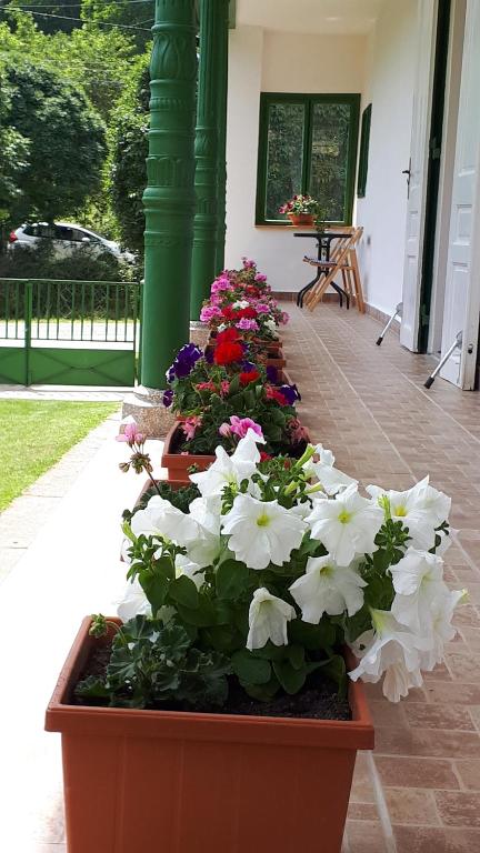SzálkaにあるJOLANDA Vendégházの鉢植え花並び