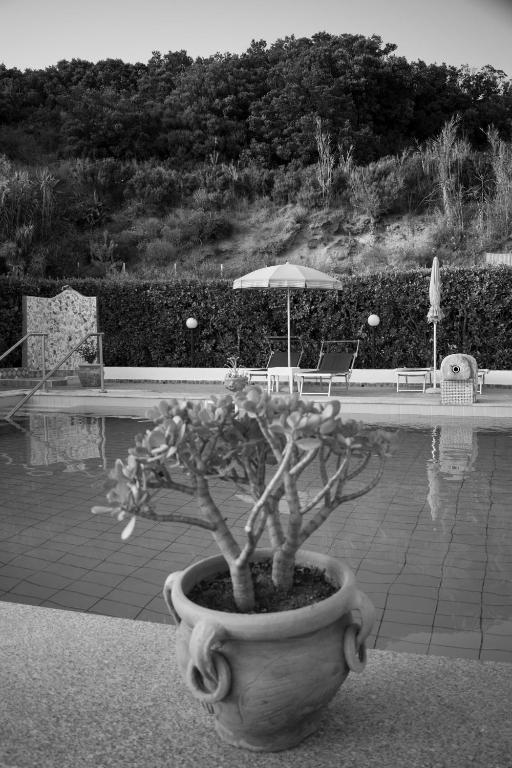 a potted tree in a pot next to a pool at Hotel Villa Rita in Ischia