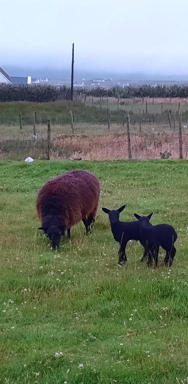 two sheep and two lambs grazing in a field at Creevagh (Room Only) in Keel