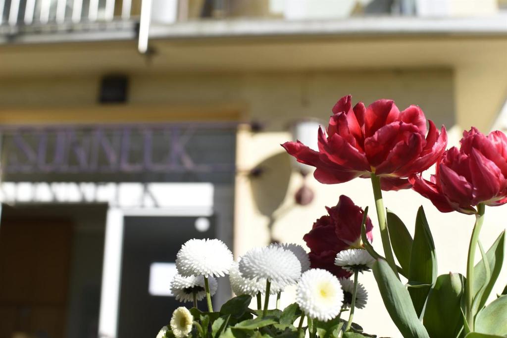 un groupe de fleurs devant un bâtiment dans l'établissement Haus Sonneck, à Marbourg