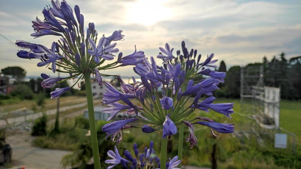 Fotografie z fotogalerie ubytování Villa Agapanto v destinaci Pacengo di Lazise