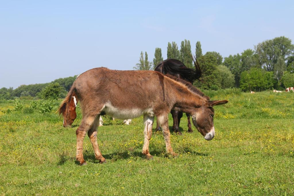 Zwierzęta w pensjonacie lub w pobliżu